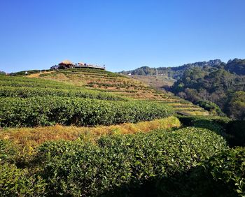 Low angle view of trees against clear blue sky