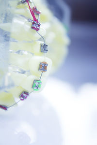 Close-up of white flower in bottle