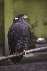 Close-up of bird perching on branch