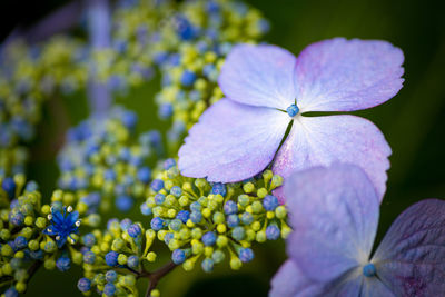 Close-up of purple flowering plant