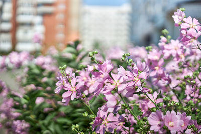 Close-up of pink flowering plant