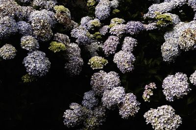 Full frame shot of flowers