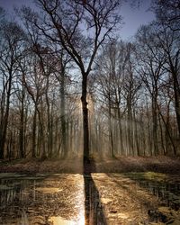 Bare trees in forest