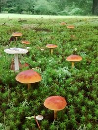 Close-up of mushroom growing on field