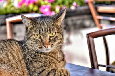 Close-up portrait of a cat