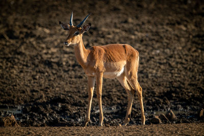 Male common impala stands near muddy waterhole