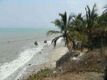 Palm trees on beach against clear sky