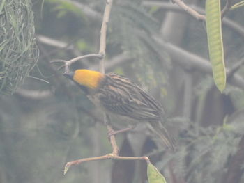 Close-up of bird perching on plant