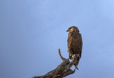 Low angle view of eagle perching on branch against sky