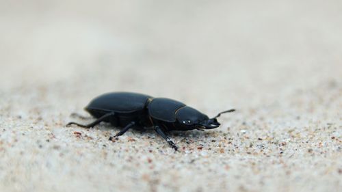 High angle view of insect on sand