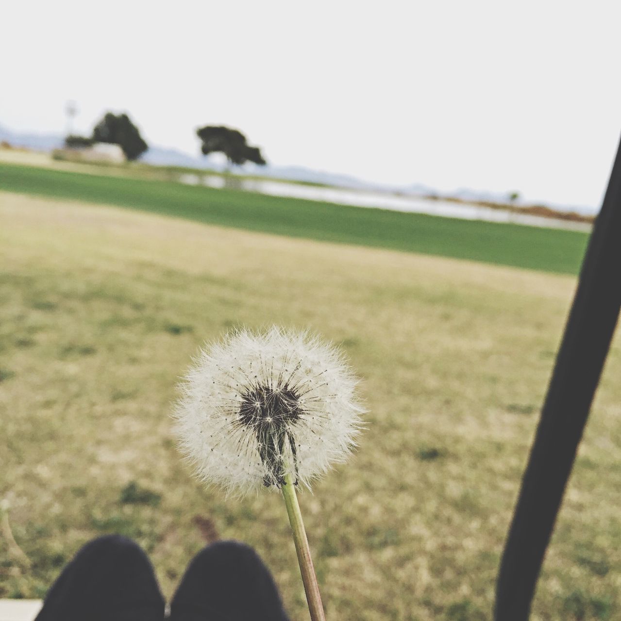 dandelion, flower, fragility, growth, freshness, field, focus on foreground, flower head, beauty in nature, stem, nature, wildflower, close-up, uncultivated, plant, landscape, single flower, softness, sky, white color