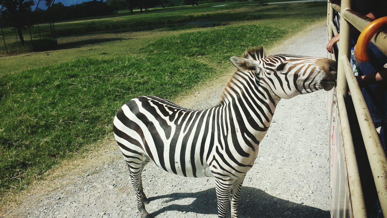 animal themes, grass, striped, one animal, animals in the wild, wildlife, zebra, shadow, field, sunlight, mammal, one person, standing, outdoors, day, high angle view, full length, walking, animal markings, two animals