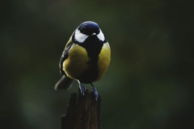 Close-up of eurasian blue tit perching on wooden post