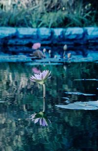 Close-up of lotus water lily in pond