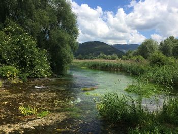 Scenic view of forest against sky