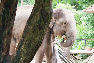 Close-up of elephant