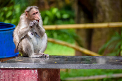 Monkey sitting on wooden railing