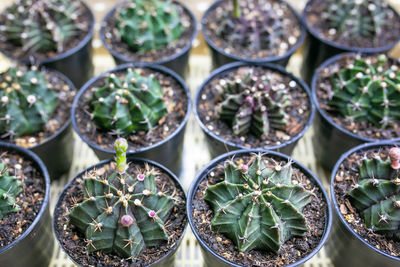 Full frame shot of succulent plants