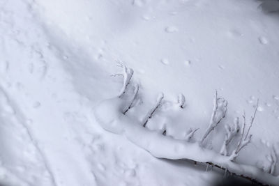 High angle view of fallen tree on snow