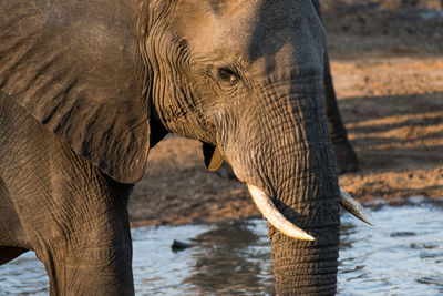Side view of elephant drinking water