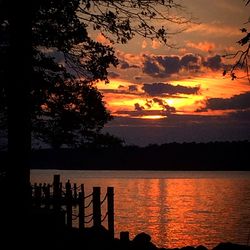 Silhouette of trees at sunset