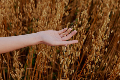 Close-up of hand touching wheat plants on field