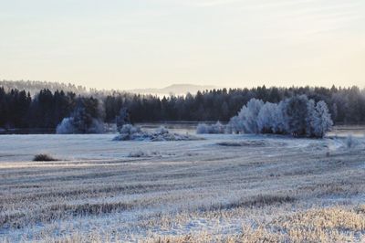Trees on field against clear sky during winter