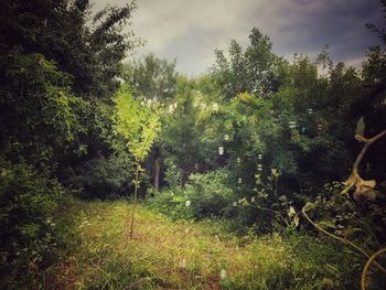 Trees growing on field against sky