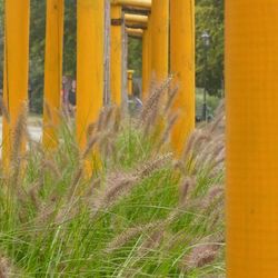 Close-up of plants growing outdoors