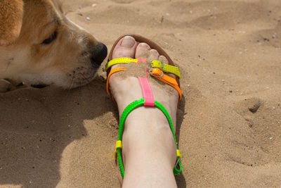 Low section of man with dog on sand