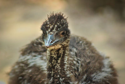 Close-up portrait of emu