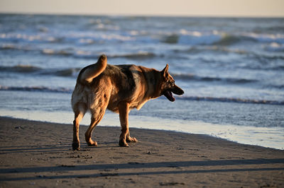 Full length of dog on beach