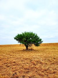 Tree on field against sky