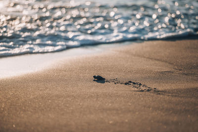 High angle view of turtle moving towards sea