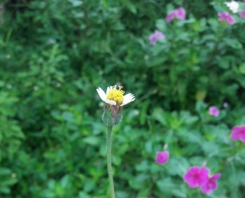 Close-up of honey bee on flower
