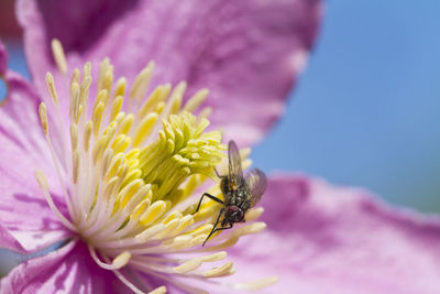 Close-up of bee on purple flower