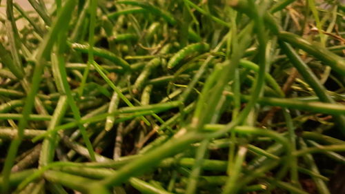 Full frame shot of plants growing on field