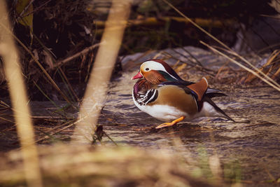 Duck in a lake