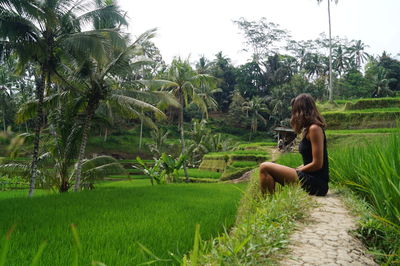 Side view of woman sitting at rice paddy