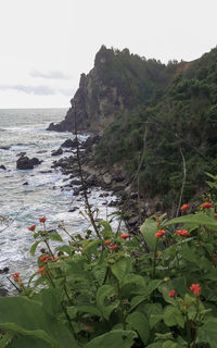 Plants by sea against sky