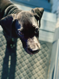 High angle portrait of dog