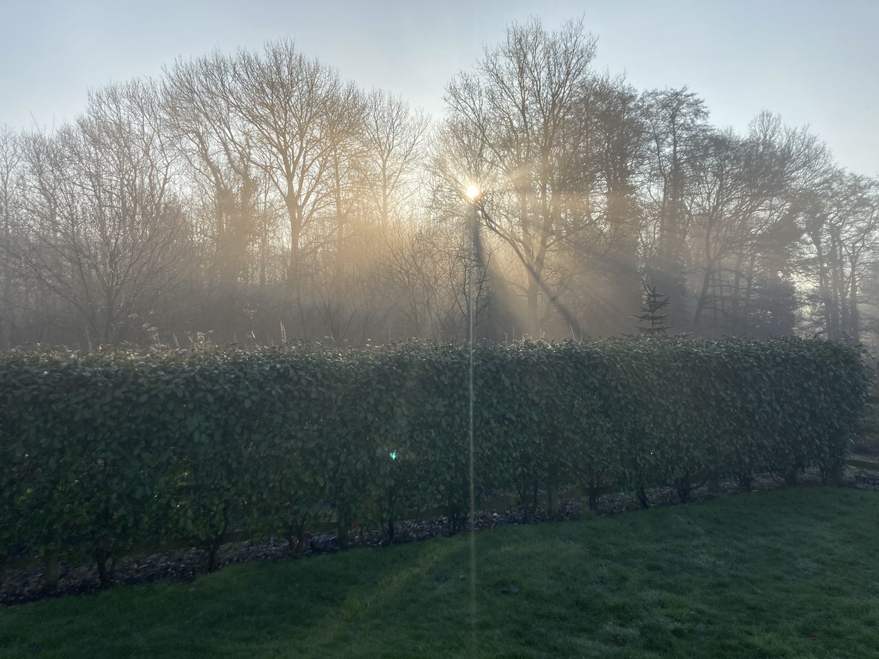 plant, tree, morning, nature, grass, sunlight, mist, sky, tranquility, environment, beauty in nature, land, landscape, no people, field, rural area, tranquil scene, growth, scenics - nature, hill, fog, outdoors, green, rural scene, light, idyllic, agriculture, day, sun, leaf, bare tree, non-urban scene, dawn