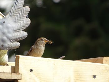 Close-up of birds perching on railing