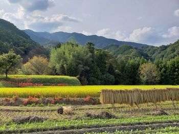 Japanese autumn