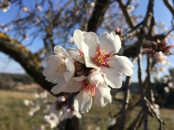 Close-up of white cherry blossoms in spring