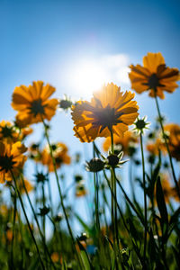 Close-up of yellow flowering plant on field against sky