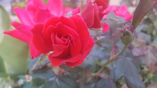 Close-up of pink rose