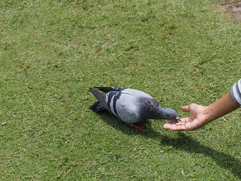 High angle view of hand holding bird on field