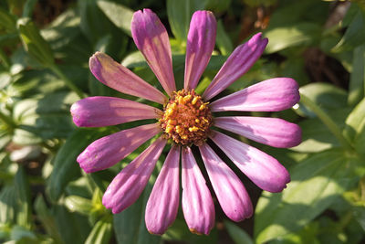 Close-up of pink flower