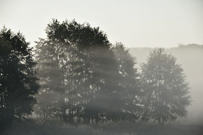 Trees on field against clear sky